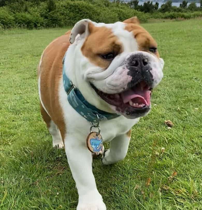 English Bulldog walking in a park