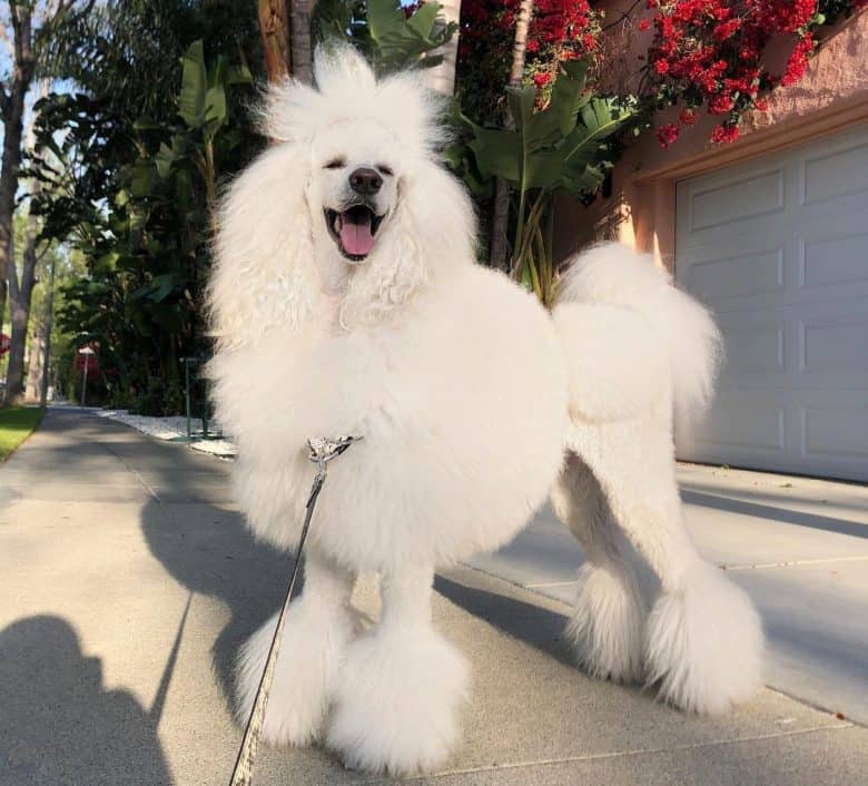 Fabulous Standard Poodle dog