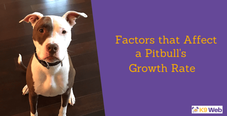 Factors that affect a Pitbull's Growth Rate
