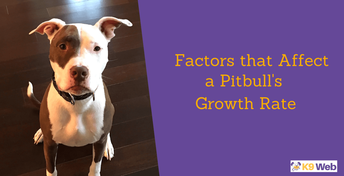 Pitbull Growth and Weight Chart (Male & Female) The Complete Guide