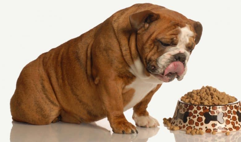 Overweight English Bulldog with a bowl of food