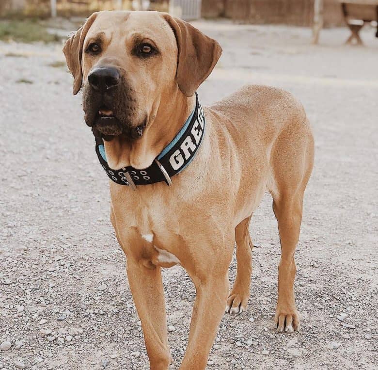 Fila Brasileiro dog standing portrait