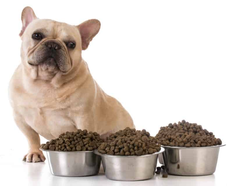 French Bulldog ignoring the kibbles meal