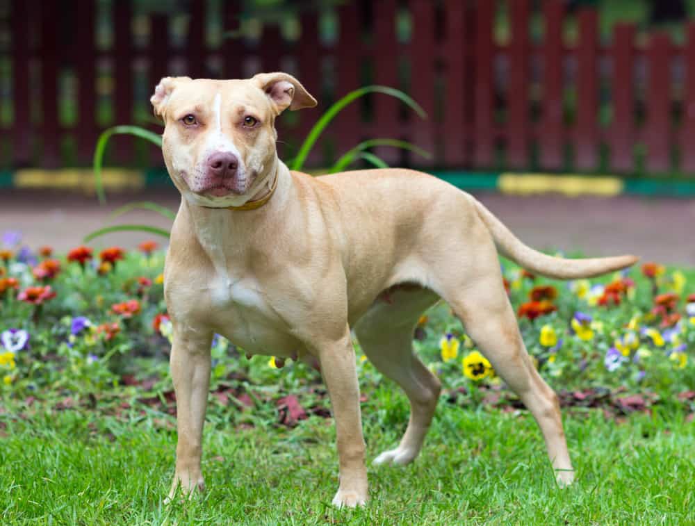 do pit bulls have long tails