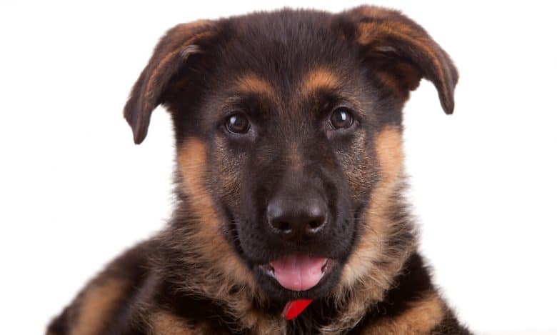 Charming German Shepherd portrait