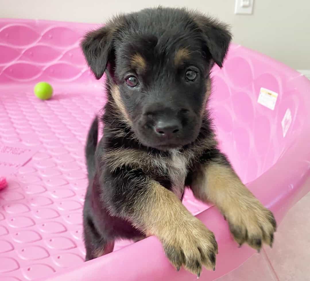 German Shepherd Growth and Weight Chart When Do GSDs Stop Growing