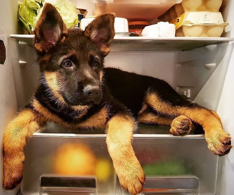 German Shepherd puppy inside the refrigerator