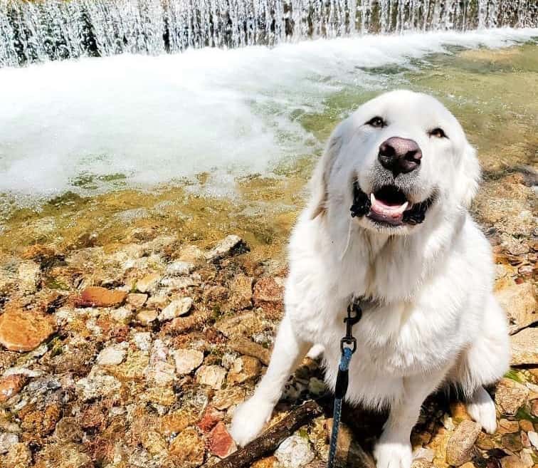 Great Pyrenees dog loves water