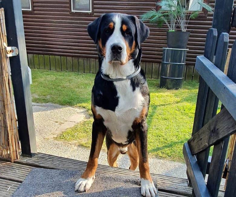 Greater Swiss Mountain dog waiting its owner