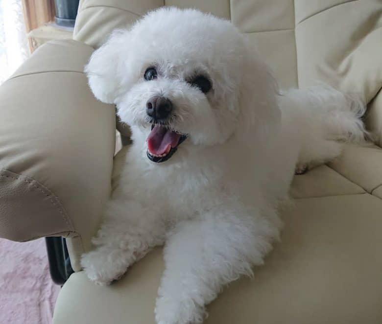 A happy Bolognese lounging on the couch