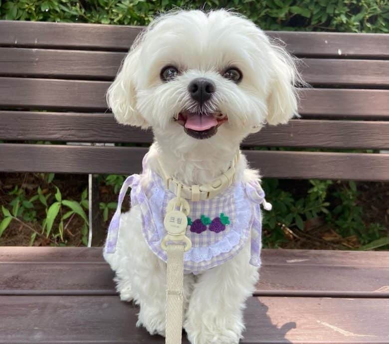 Happy Maltese dog sitting in an outdoor bench