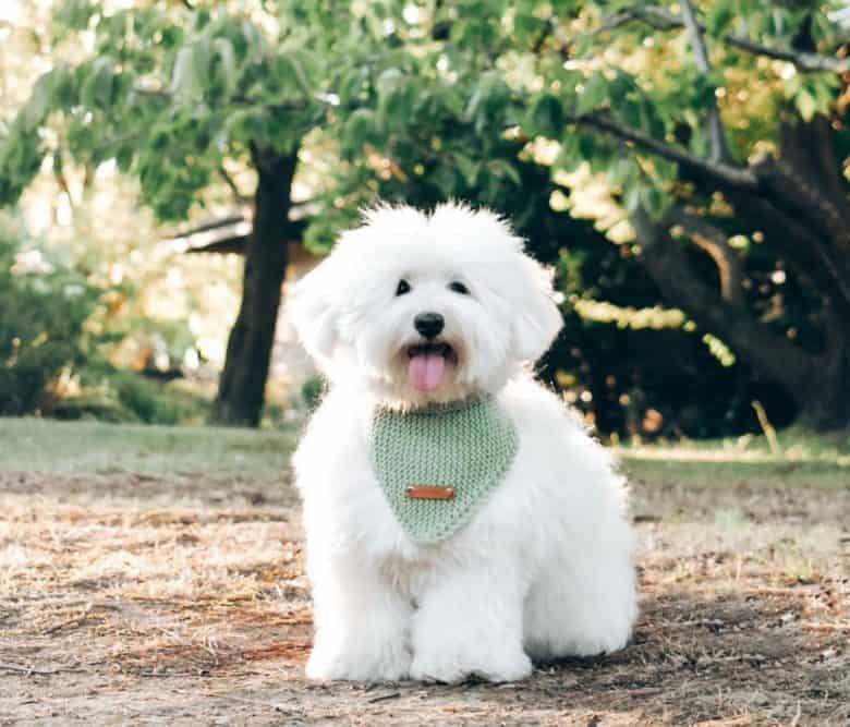 Havanese dog sitting outside