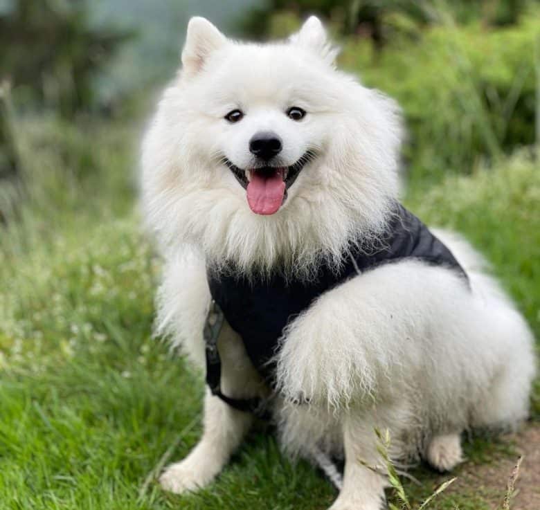 Japanese Spitz resting from a walk