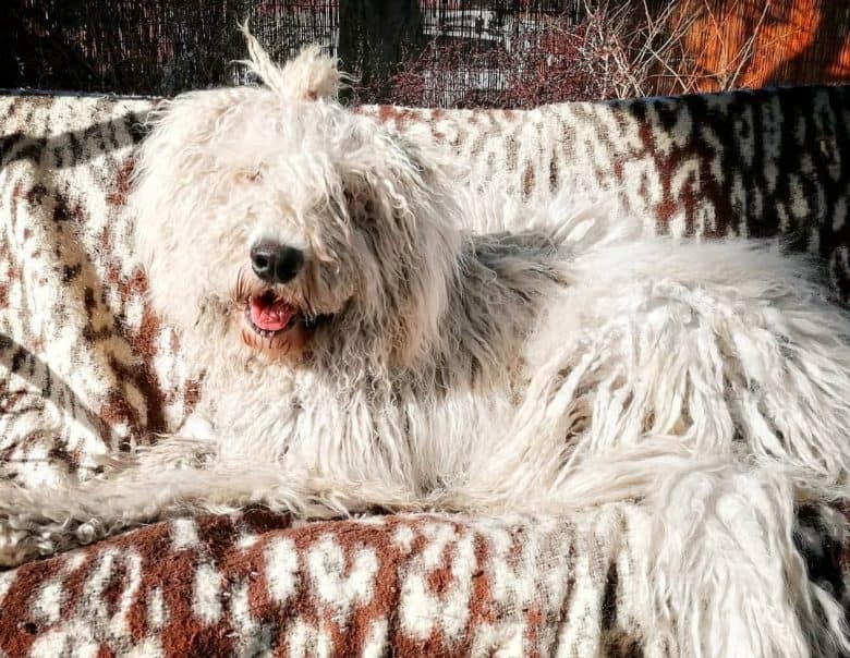 Komondor dog being lazy on her bed