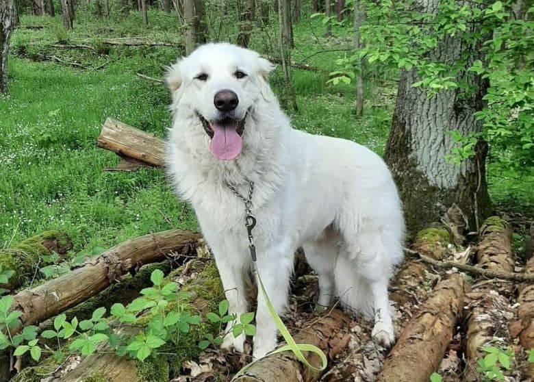 White Kuvasz dog exploring in the woods