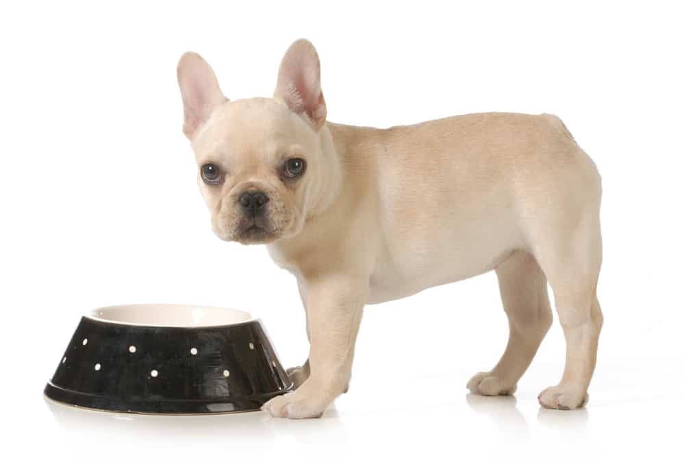 18 Best Dog Foods for French Bulldogs 2023 (Premium & Budget) K9 