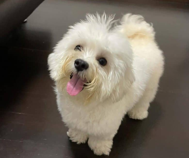 Cute Maltese and Poodle mix dog