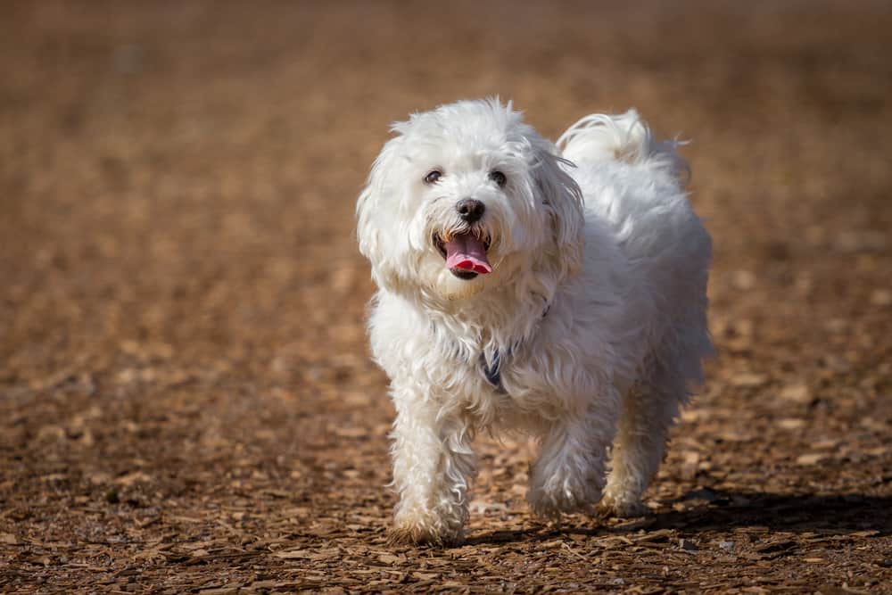 Maltese dog walking