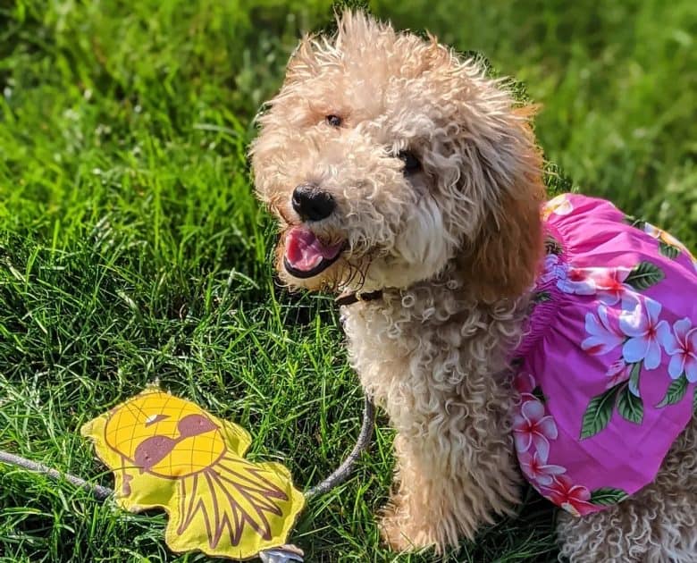 Mini Golden Doodle wearing girly outfit