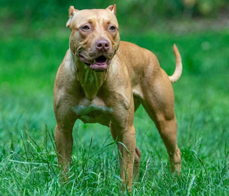 Full Grown Pitbull Size