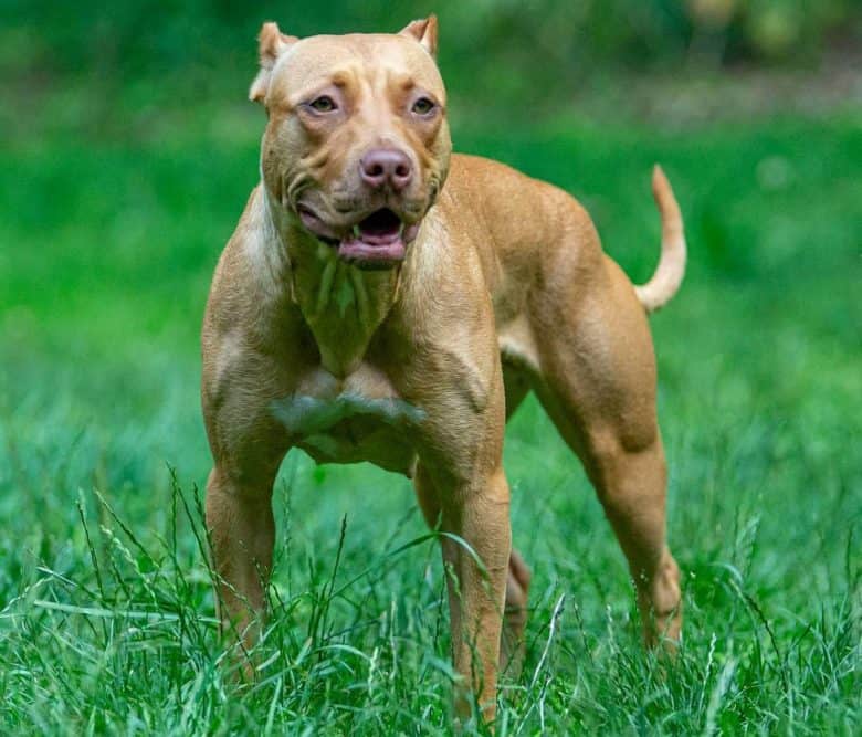 full grown american pitbull terrier