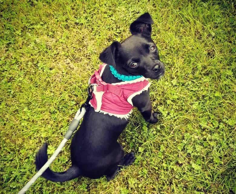 Patterdale Terrier dog in a walk