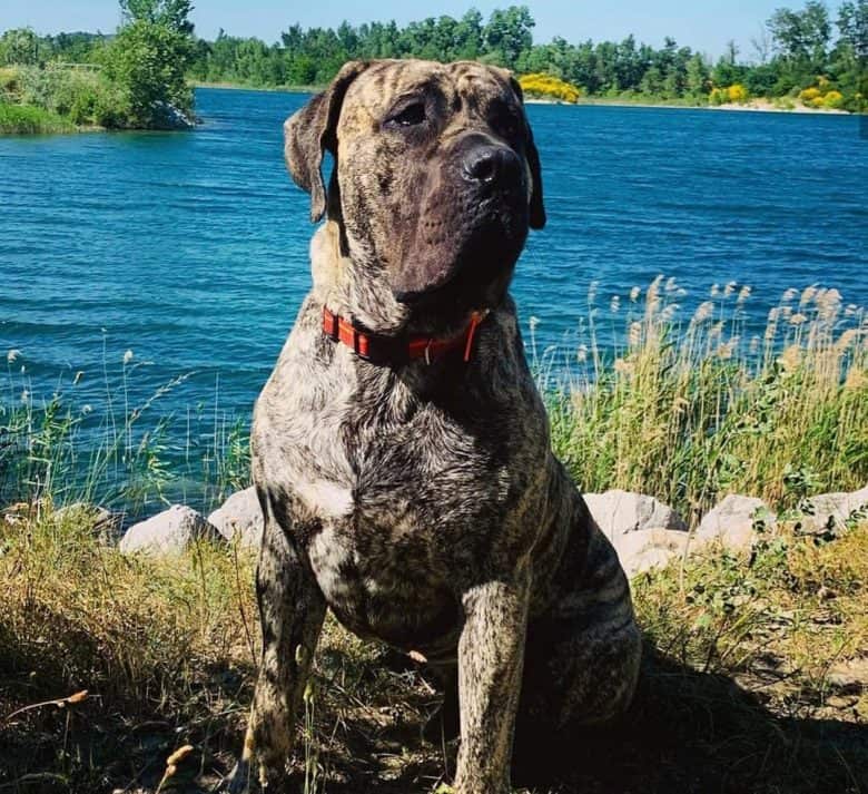 Perro De Presa Canario sitting near the lake