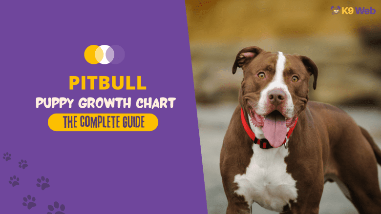 Pitbull Growth Chart Guide