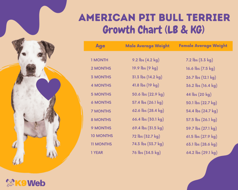 Pitbull Growth and Weight Chart (Male & Female) The Complete Guide