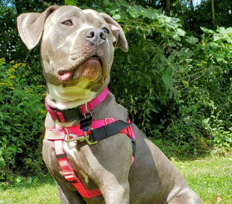 A Pitbull dog wearing harness
