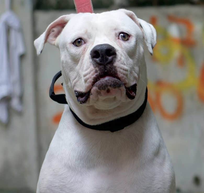 Portrait of an American Bulldog
