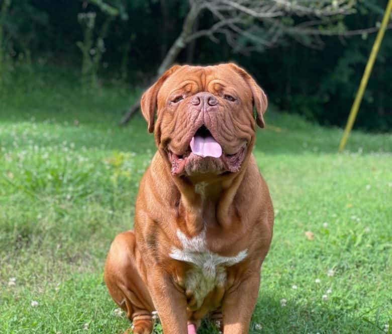Portrait of a Dogue de Bordeaux dog