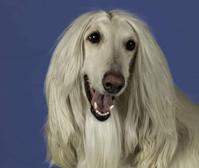 Portrait of a smiling Afghan Hound