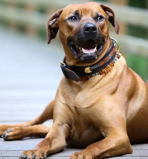 Rhodesian Ridgeback dog looking afar