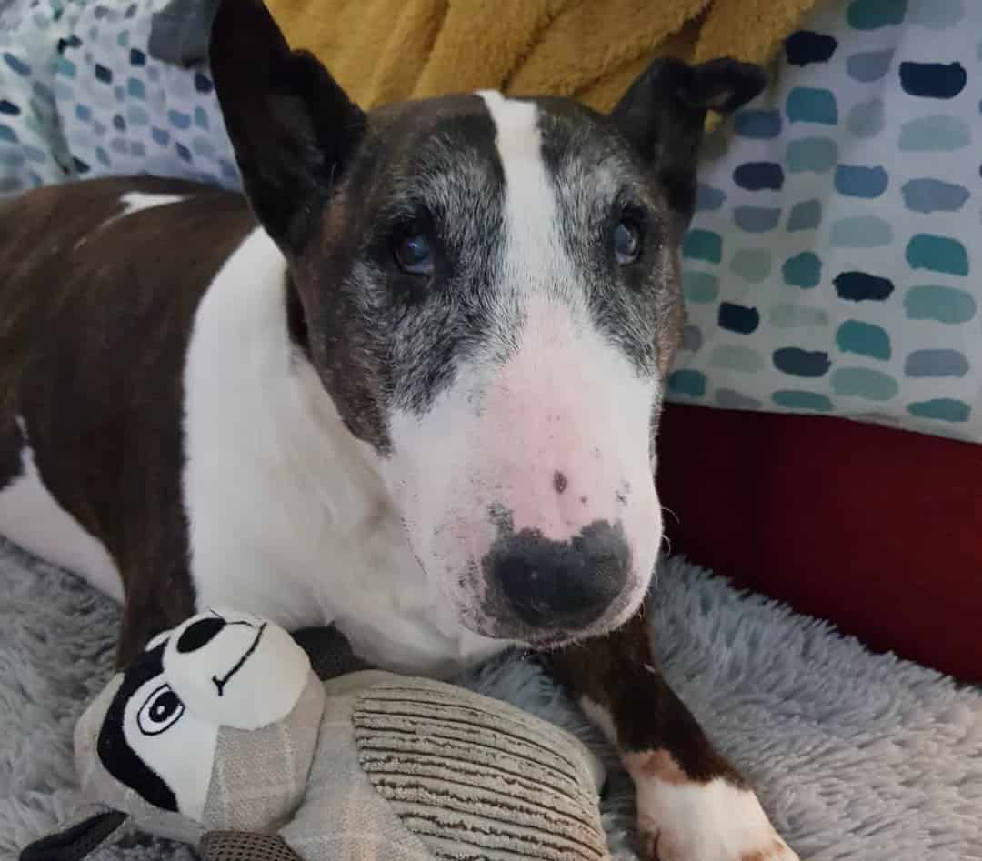 11 Best Dog Food for Kidney Disease 2023 (Premium & Budget) K9 