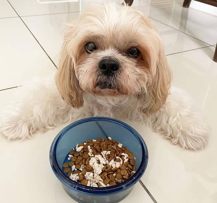 Shih tzu being lazy while eating