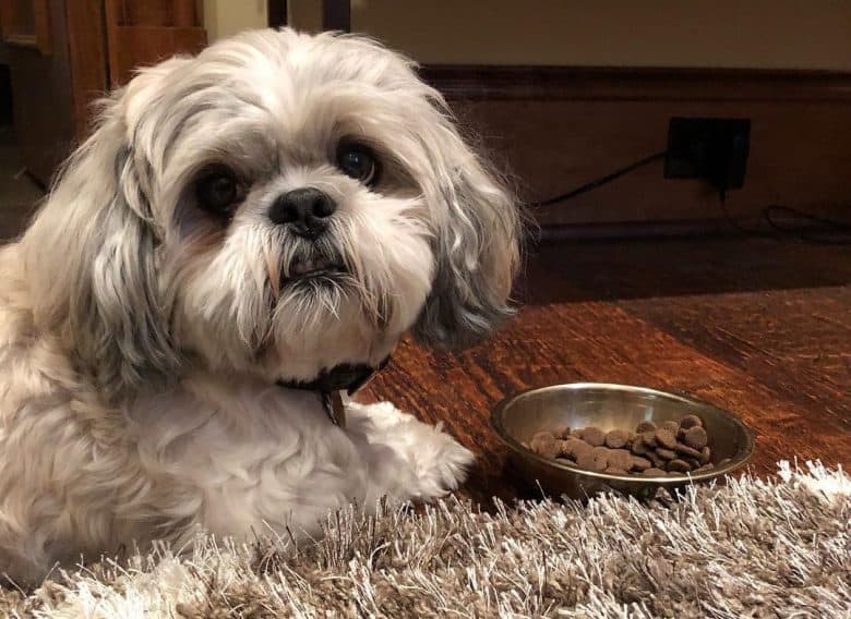 A Shih tzu looking for more food