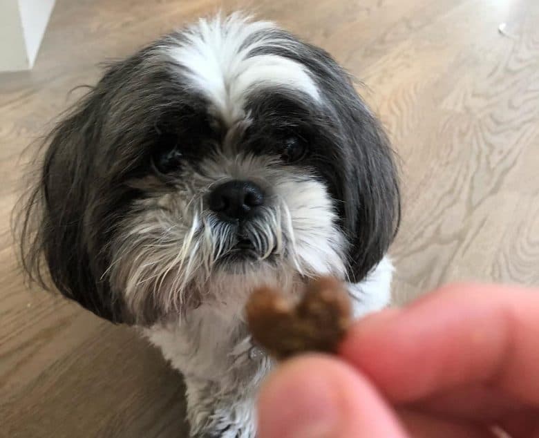 Shih tzu looking for the treat