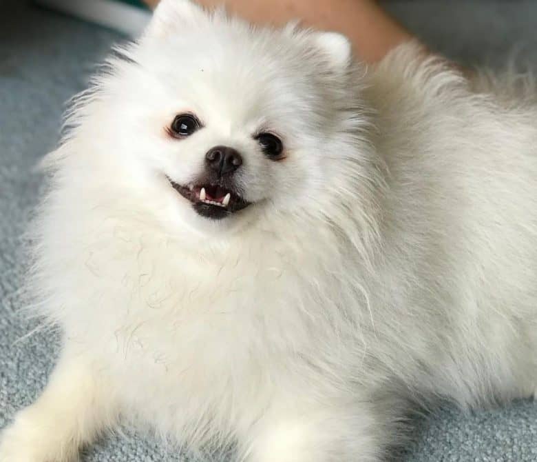 Smiling Pomeranian dog laying down on the carpet