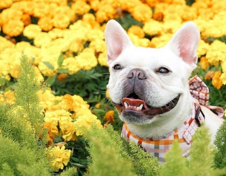 Stunning French Bulldog in a beautiful flowers