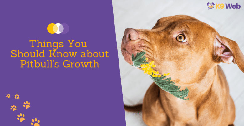 Things You Should Know about Pitbull's Growth