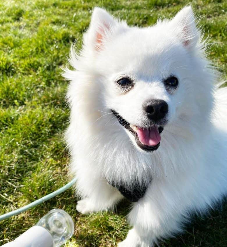 Toy American Eskimo enjoying the sun outside