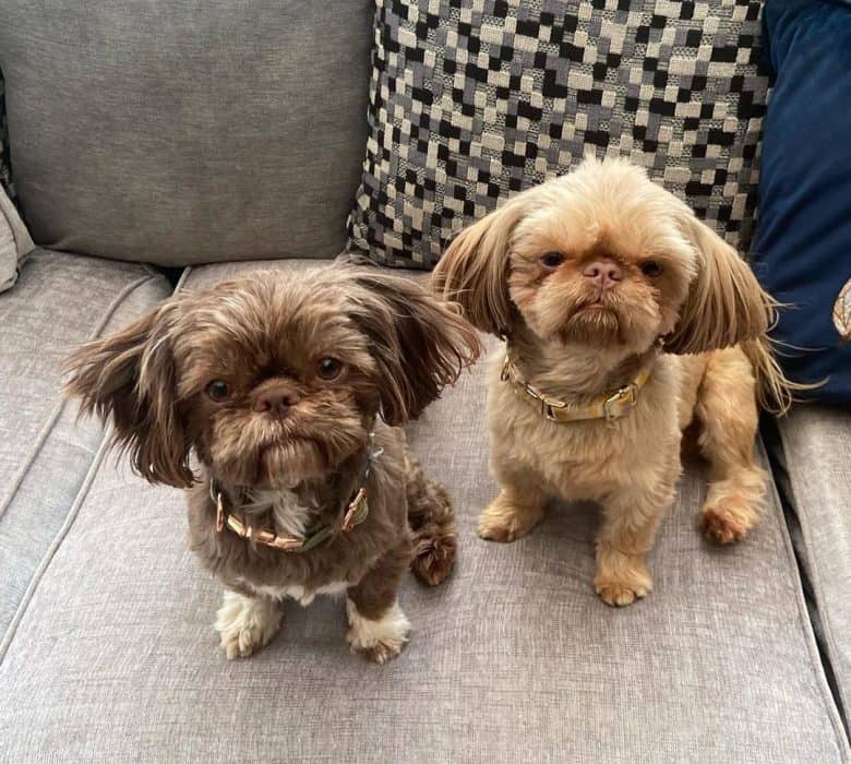 Two adorable Shih tzu dogs
