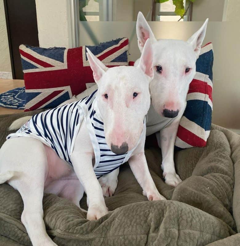 Two Miniature Bull Terriers