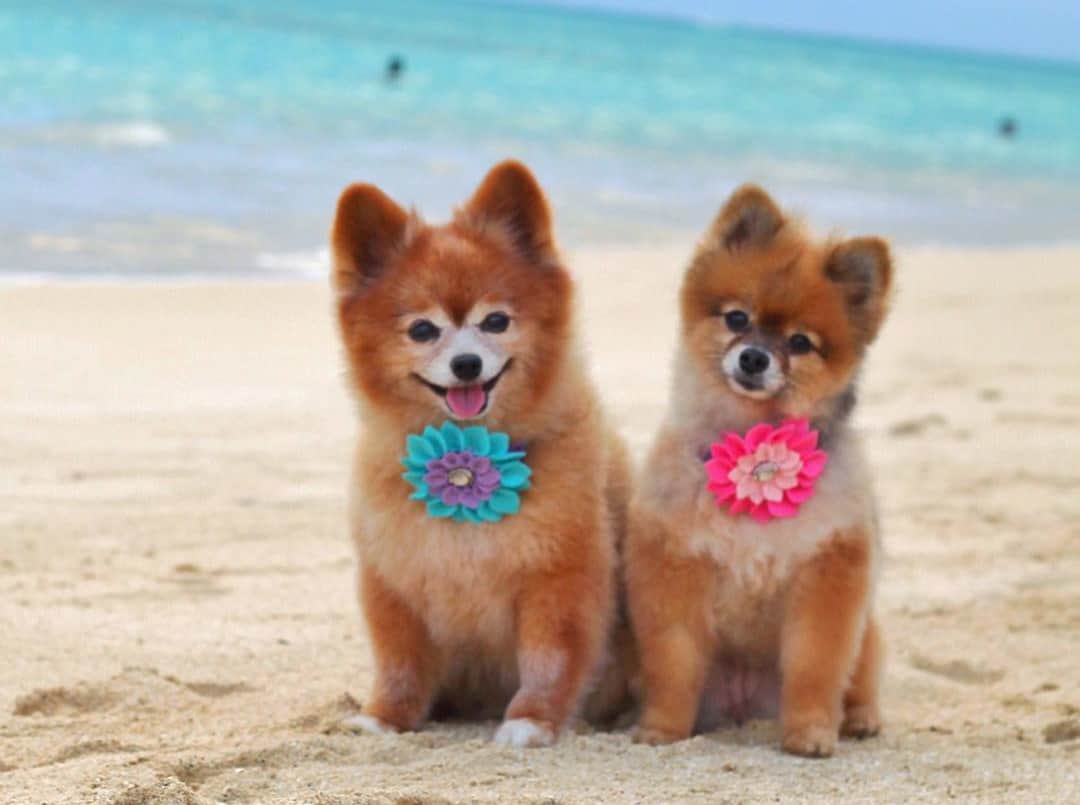 Popular Hawaiian Dog Names Say Aloha to Your Dog’s New Name K9 