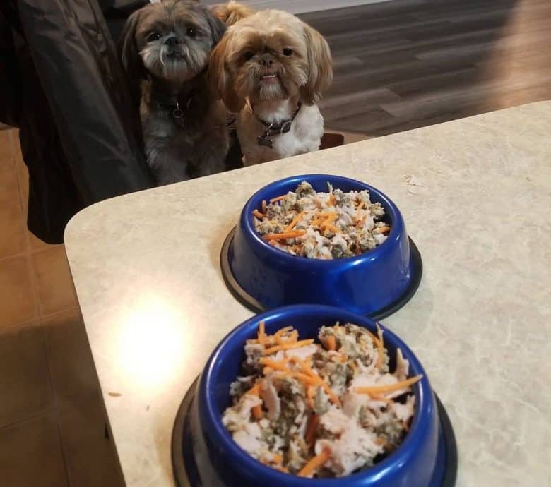 Two Shih tzu dogs excited for their dinner