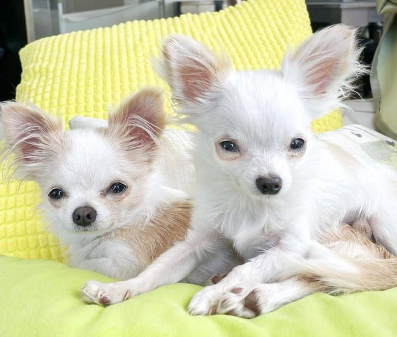Two white Chihuahua lying on their bed