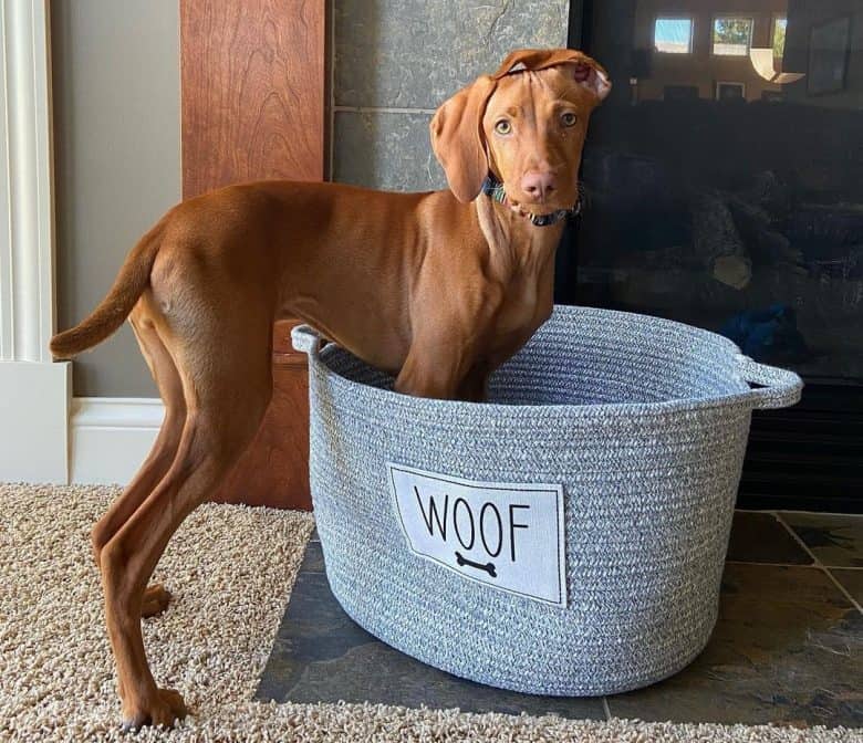 Vizsla with her carrying bag