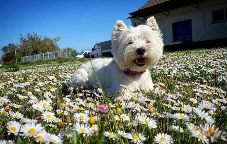 West Highland White Terrier laying down in the middle of the flower garden