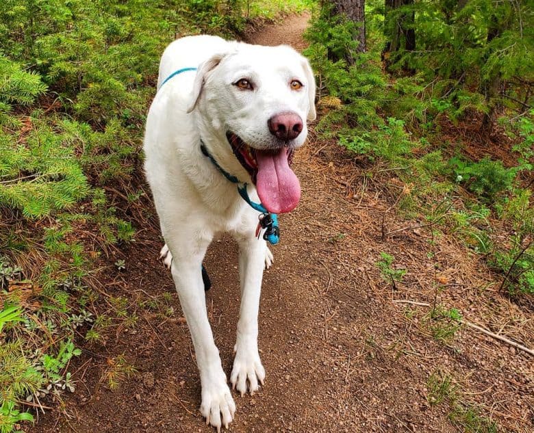 White Akbash dog in a hike